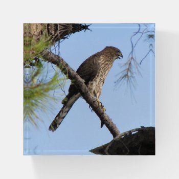 Cooper's Hawk Paperweight by ingasi at Zazzle