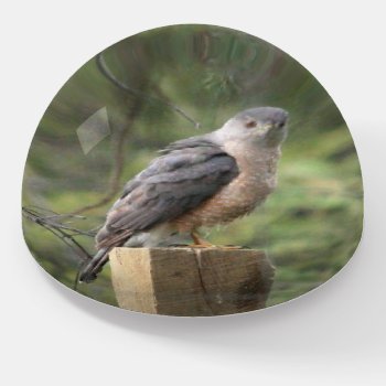 Coopers Hawk  Paperweight by BuzBuzBuz at Zazzle