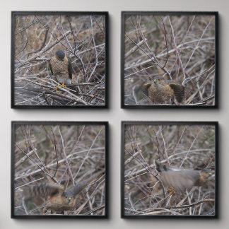 Coopers Hawk Peel And Stick Photo Tile
