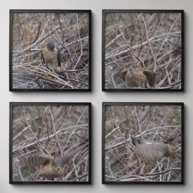 Coopers Hawk Peel And Stick Photo Tile (Front Set)