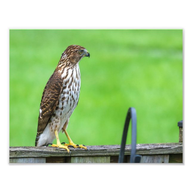Cooper's Hawk Photo Print 1 (Front)