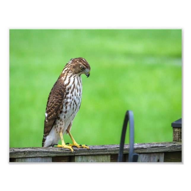 Cooper's Hawk Photo Print 3 (Front)