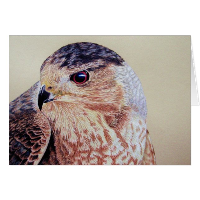 Coopers Hawk Portrait Cards (Front Horizontal)