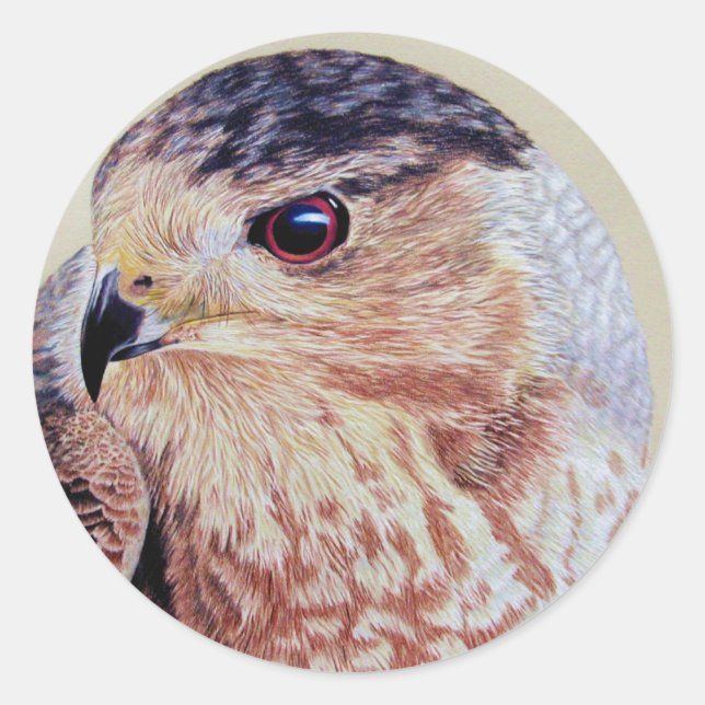 Coopers Hawk Portrait Classic Round Sticker (Front)