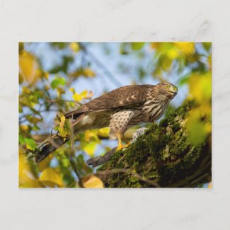 Cooper's Hawk