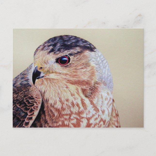 Coopers Hawk Postcard (Front)