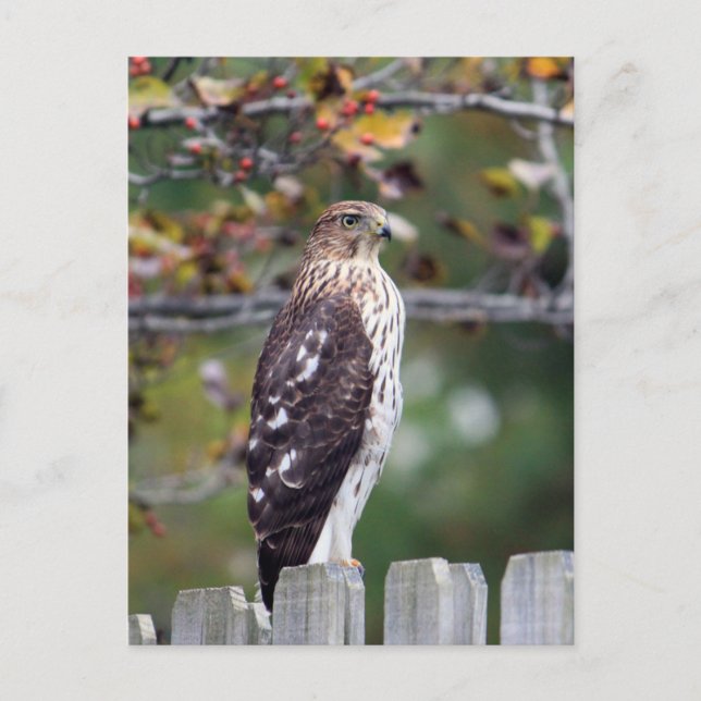 Cooper's Hawk Postcard (Front)