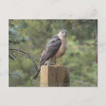 Cooper's Hawk Postcard by BuzBuzBuz at Zazzle