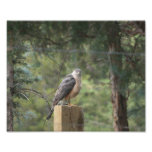 Cooper&#39;s Hawk Print at Zazzle