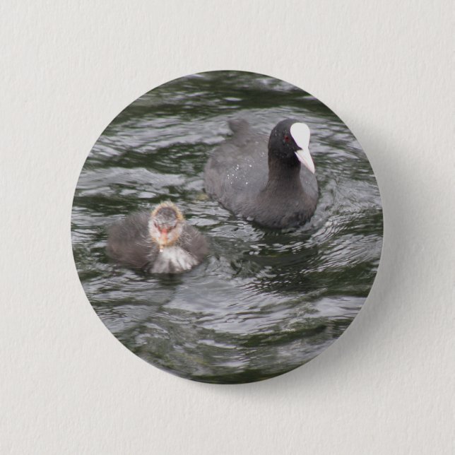 Coot and Chick Button (Front)