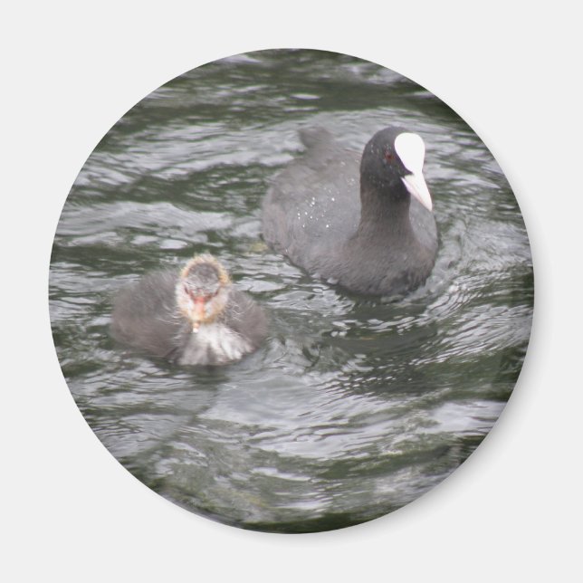 Coot and Chick Magnet (Front)