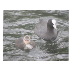 Coot and Chick Notepad