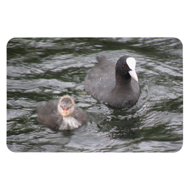 Coot and Chick Premium Magnet (Horizontal)