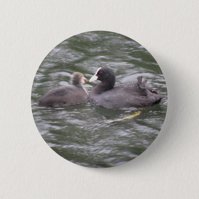 Coot Feeding Hungry Chick Button (Front)