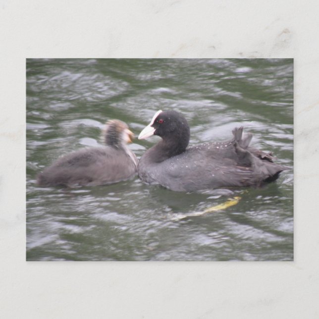 Coot Feeding Hungry Chick Postcard (Front)