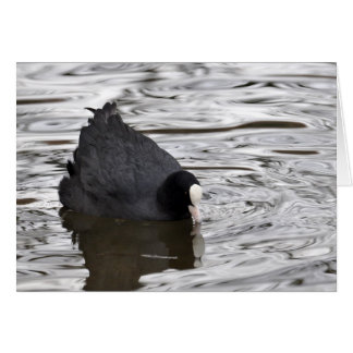 Coot on Silver Water Cards