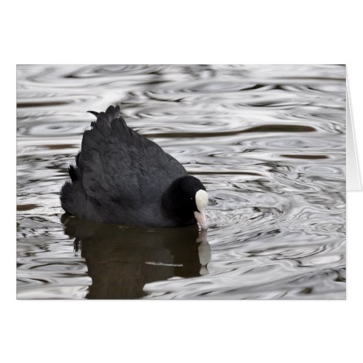Coot on Silver Water Cards (Front Horizontal)