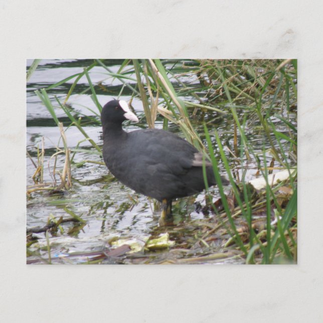 Coot on the Riverbank Postcard (Front)