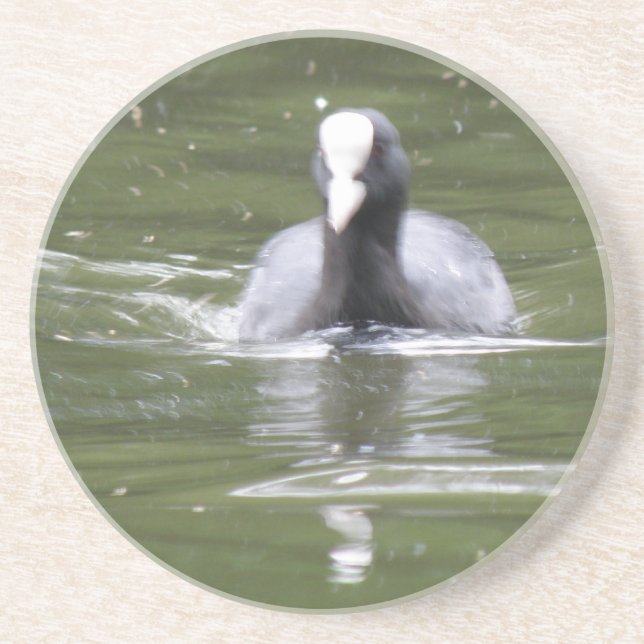 Coot Swimming Coasters (Front)