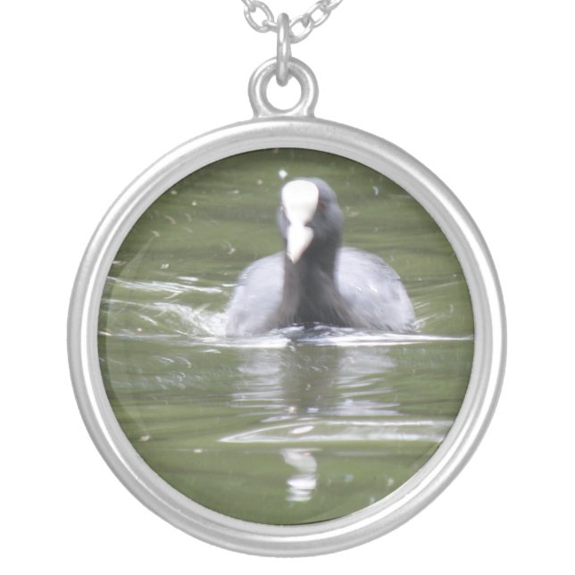 Coot Swimming Necklace (Front)