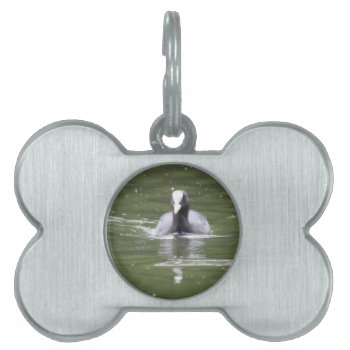 Coot Swimming Pet Tag by Fallen_Angel_483 at Zazzle