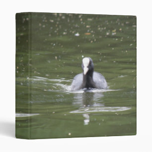 Coot Swimming Photograph Album 3 Ring Binder