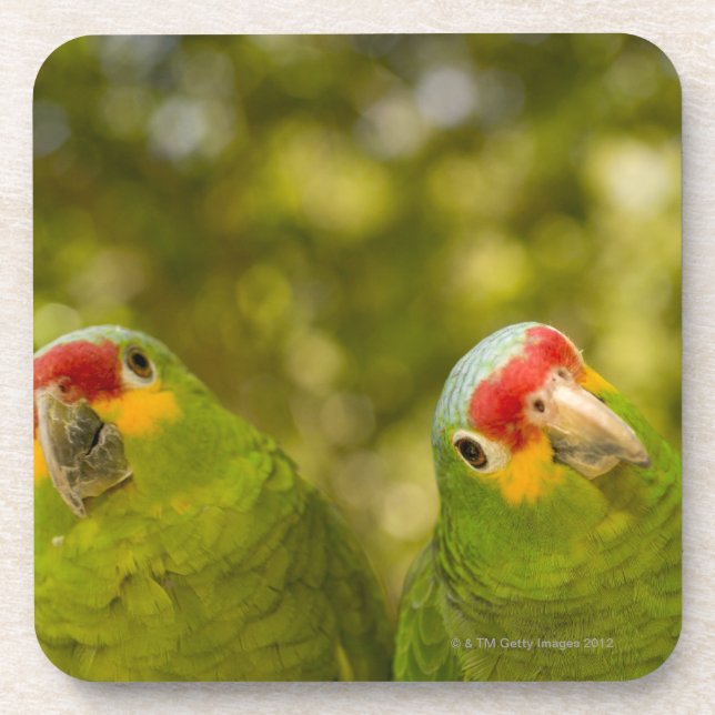 Copan, Honduras Beverage Coaster (Front)