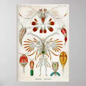 Copepoda (crustaceans) poster
