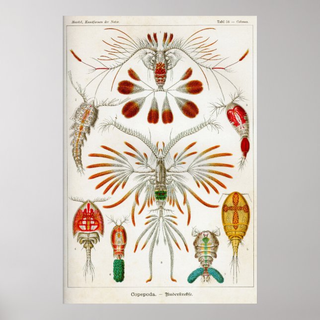 Copepoda (crustaceans) poster (Front)