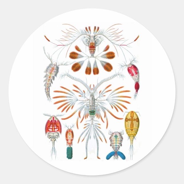 Copepods Classic Round Sticker (Front)