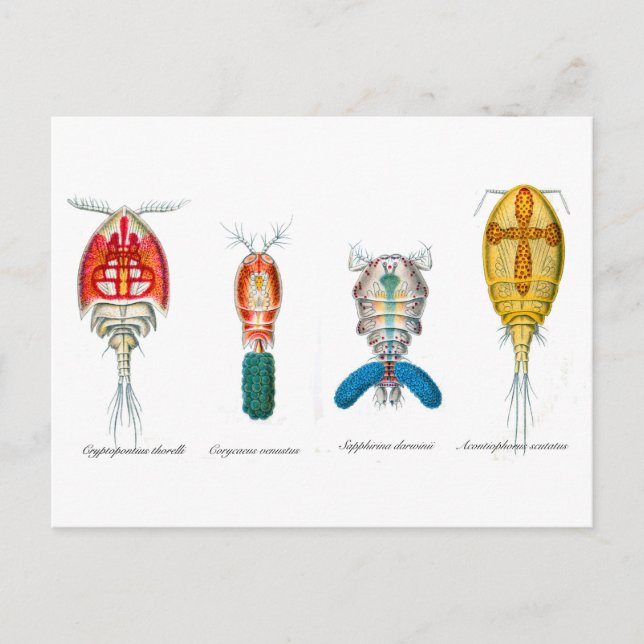 Copepods Postcard (Front)