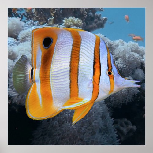 Copper Banded Butterfly Fish Poster