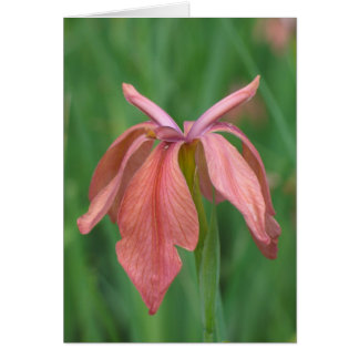 Copper Iris