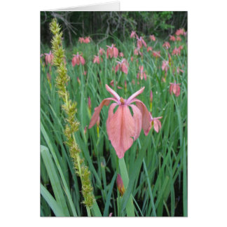Copper Iris Cards