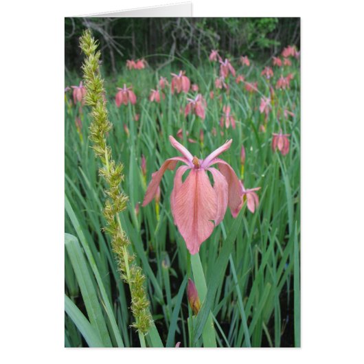 Copper Iris Cards (Front)
