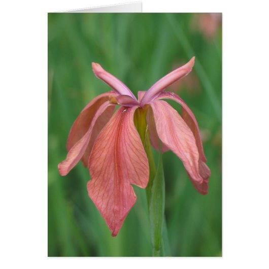 Copper Iris Cards (Front)