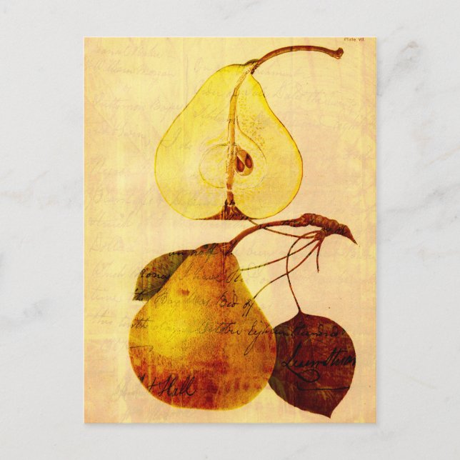Copper Pear Postcard (Front)