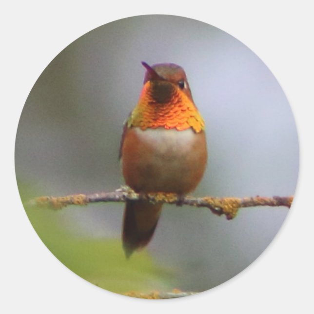 Copper Rufous Hummingbird Classic Round Sticker (Front)