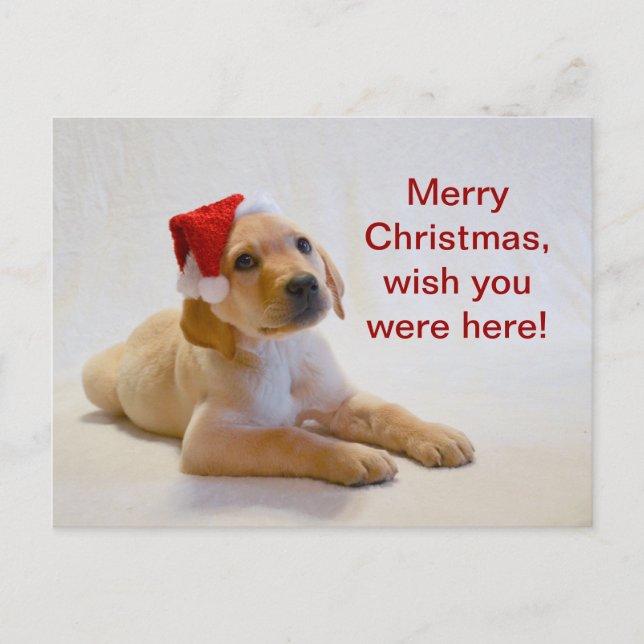 "Copper" says Merry Christmas! Holiday Postcard (Front)
