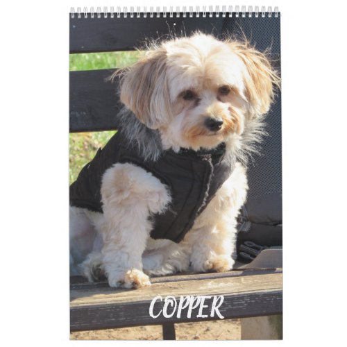 Copper the Havapookie Calendar