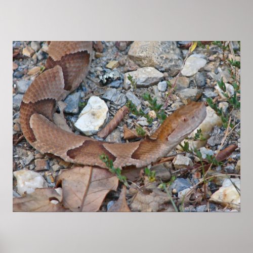 Copperhead Snake Profile at dusk Poster