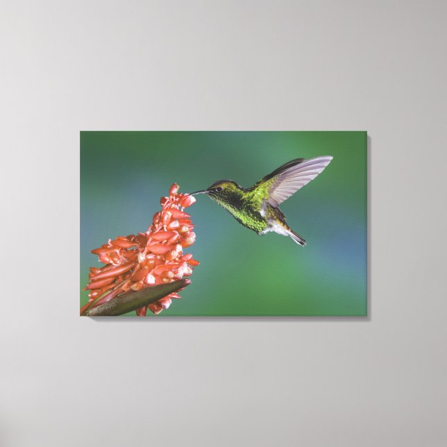 Coppery-headed Emerald, Elvira cupreiceps, Canvas Print (Front)