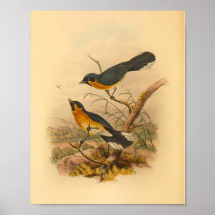 Coppingers Flycatcher Bird Vintage Print