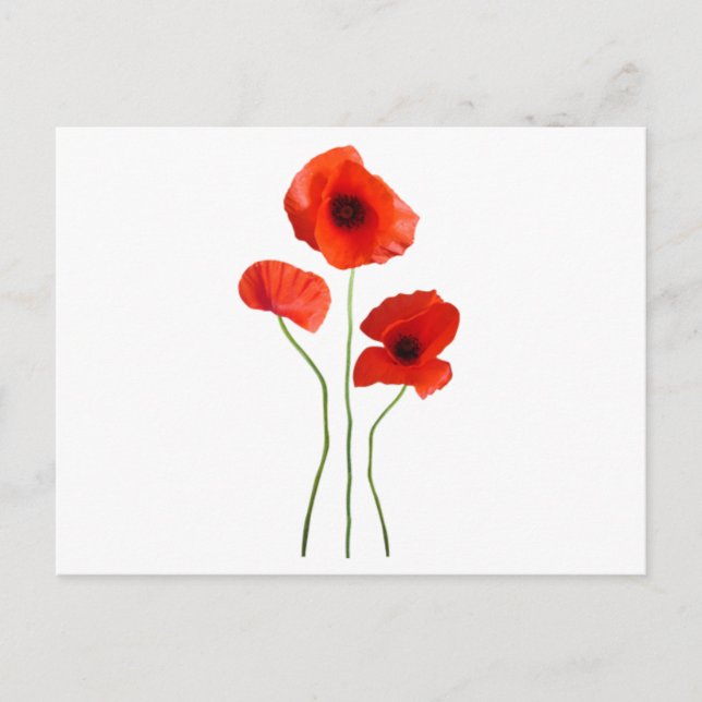 coquelicot -poppy postcard (Front)