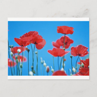 Coquelicots de Provence Postcard
