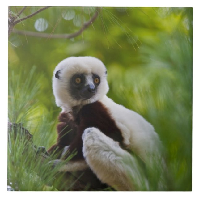 Coquerel's Sifaka in the forest 2 Ceramic Tile (Front)