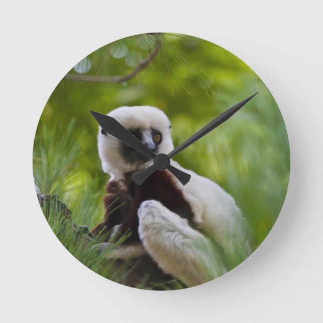 Coquerel's Sifaka in the forest 2 Round Clock (Front)