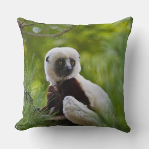 Coquerels Sifaka in the forest 2 Throw Pillow