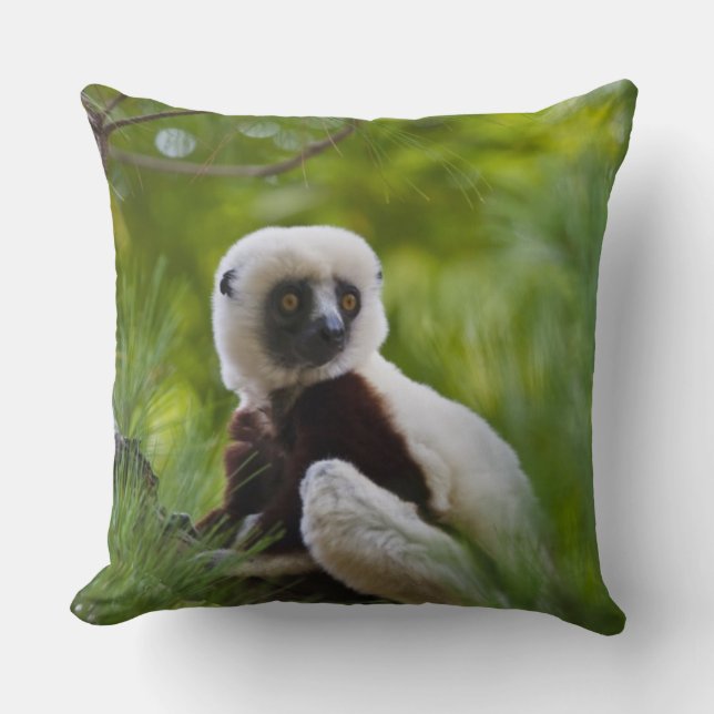 Coquerel's Sifaka in the forest 2 Throw Pillow (Front)