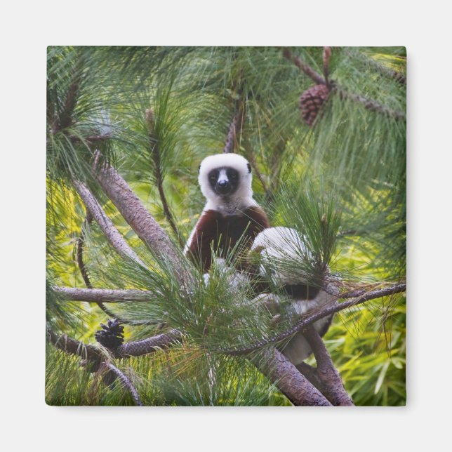 Coquerel's Sifaka in the forest Magnet (Front)
